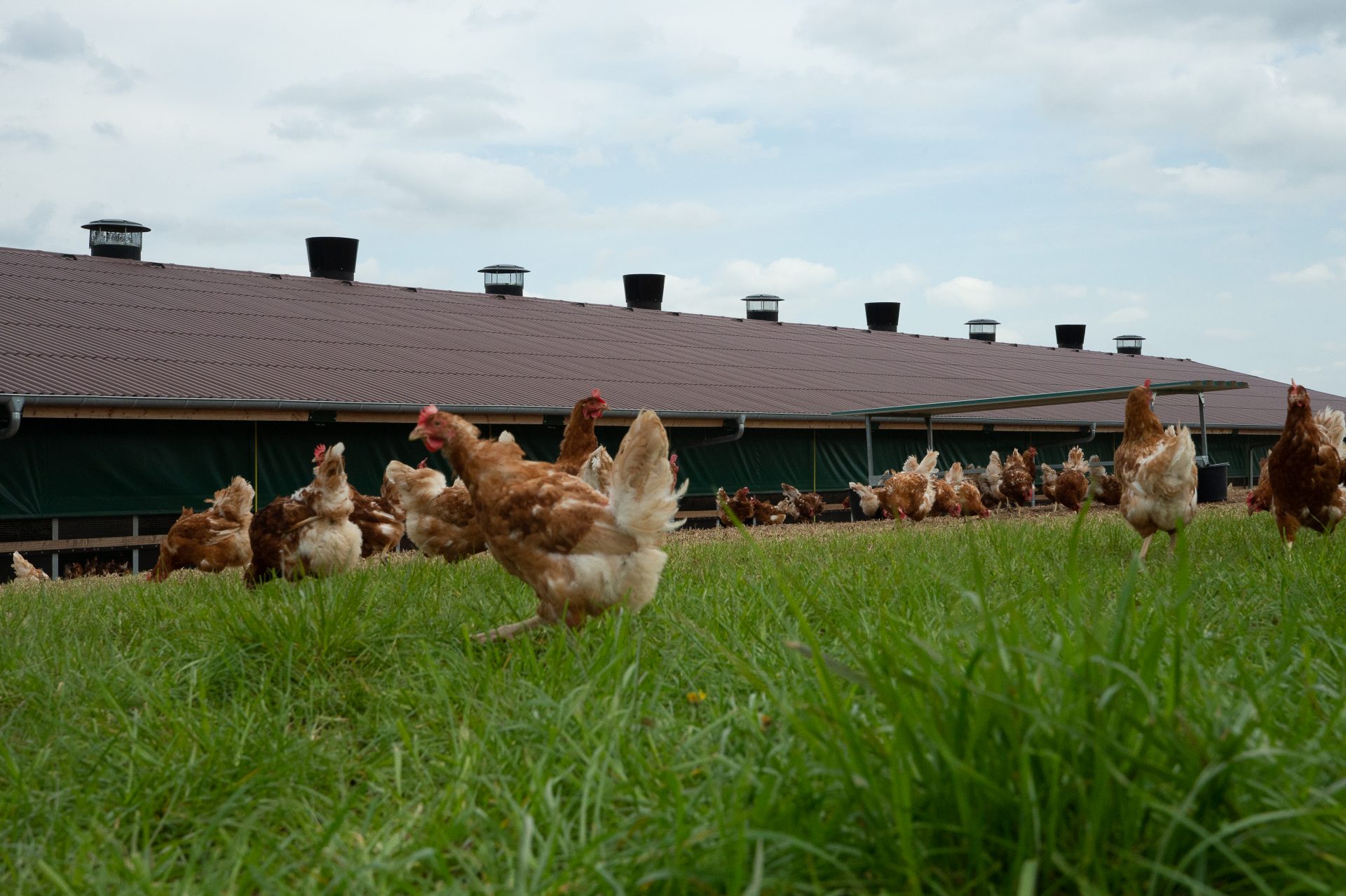 Equal pressure ventilation for poultry TPI-Polytechniek