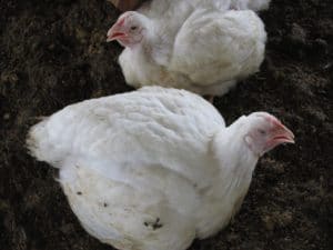 poultry in tropical areas - panting chickens